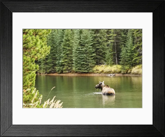 Framed Print : Cow moose feeding in Moose Lake, Jasper National Park, UNESCO World Heritage Site Framed Print : Cow moose feeding in Moose Lake, Jasper National Park, UNESCO World Heritage Site