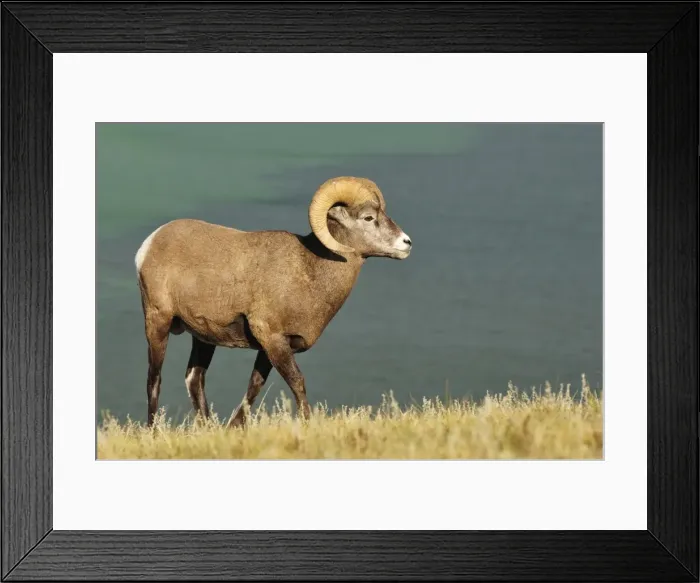 Framed Print : Bighorn Sheep, Jasper National Park, Alberta, Canada, North America Framed Print : Bighorn Sheep, Jasper National Park, Alberta, Canada, North America