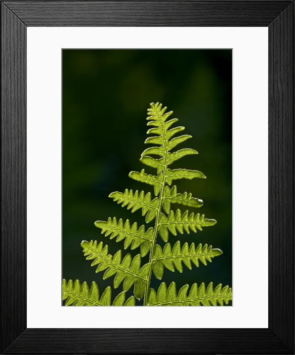 Framed Print : Backlit fern frond, Yellowstone National Park, Wyoming, United States of America Framed Print : Backlit fern frond, Yellowstone National Park, Wyoming, United States of America
