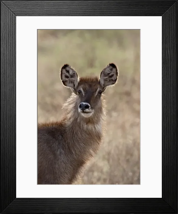 Framed Print : Female common waterbuck (Ellipsen waterbuck) (Kobus ellipsiprymnus ellipsiprymnus) Framed Print : Female common waterbuck (Ellipsen waterbuck) (Kobus ellipsiprymnus ellipsiprymnus)