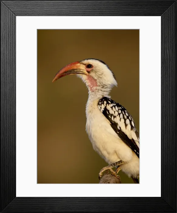 Framed Print : Red-billed hornbill (Tockus erythrorhynchus), Samburu National Reserve Framed Print : Red-billed hornbill (Tockus erythrorhynchus), Samburu National Reserve