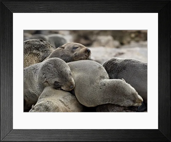 Framed Print : Cluster of Cape fur seal (South African fur seal) (Arctocephalus pusillus) Framed Print : Cluster of Cape fur seal (South African fur seal) (Arctocephalus pusillus)