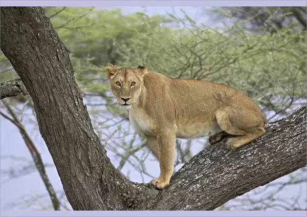 Female lion (lioness) (Panthera leo) up a tree, Serengeti National Park
