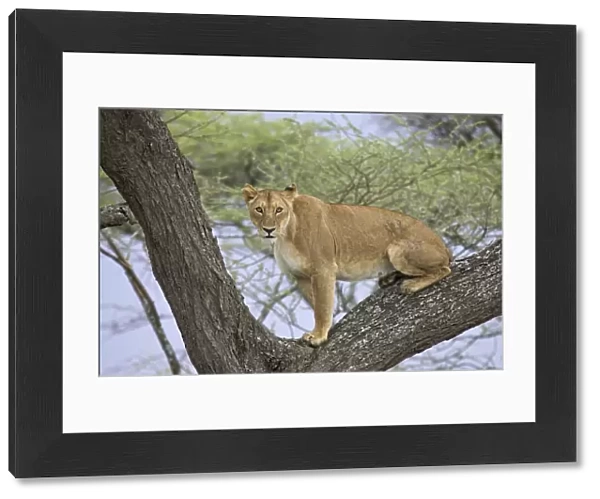 Female lion (lioness) (Panthera leo) up a tree, Serengeti National Park