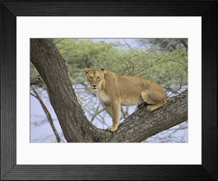 Framed Print : Female lion (lioness) (Panthera leo) up a tree, Serengeti National Park Framed Print : Female lion (lioness) (Panthera leo) up a tree, Serengeti National Park