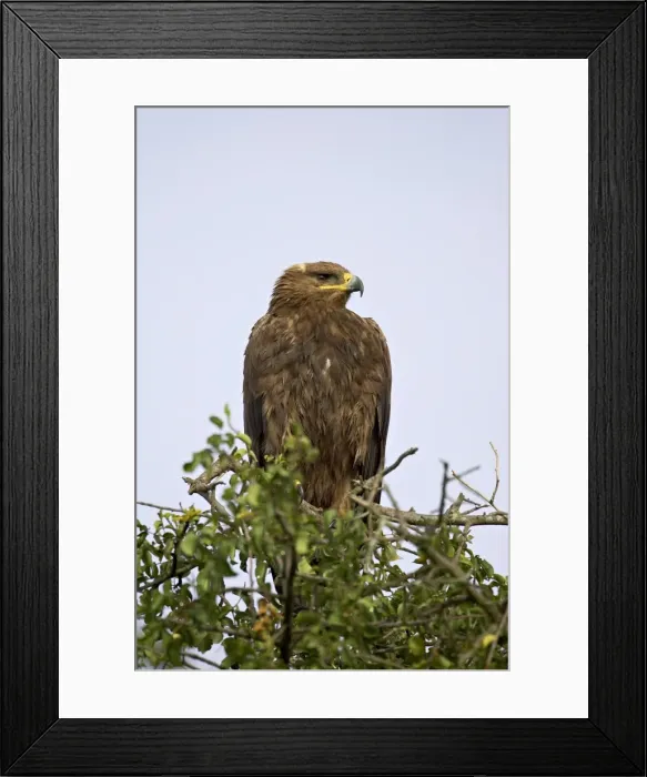 Framed Print : Steppe eagle (Aquila nipalensis), Serengeti National Park, Tanzania, East Africa, Africa Framed Print : Steppe eagle (Aquila nipalensis), Serengeti National Park, Tanzania, East Africa, Africa