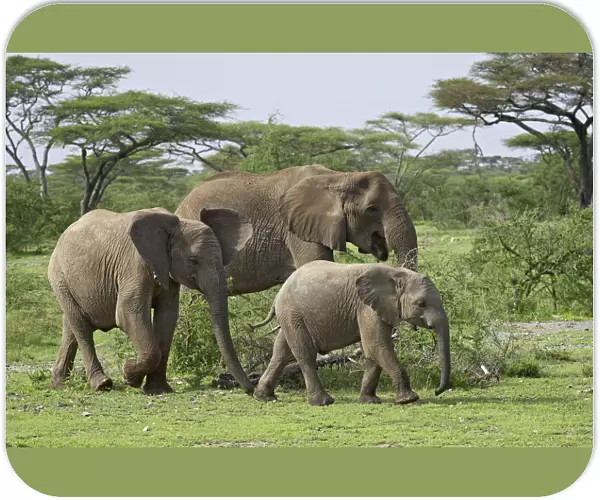 Three African elephant (Loxodonta africana), Serengeti National Park, Tanzania