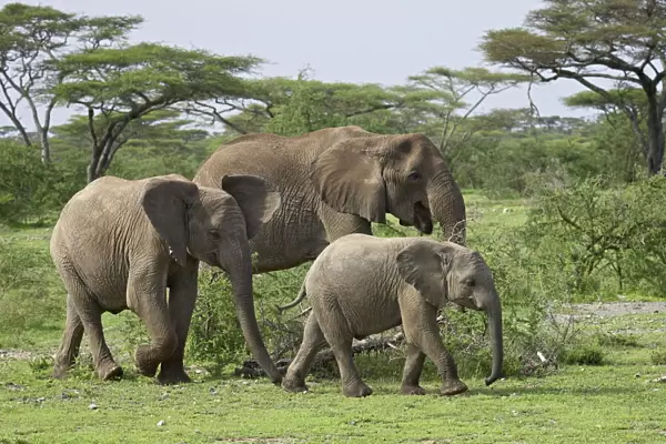 Three African elephant (Loxodonta africana), Serengeti National Park, Tanzania
