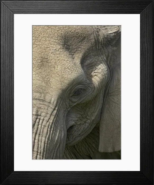Framed Print : Close-up of face of an African elephant (Loxodonta africana), Serengeti National Park Framed Print : Close-up of face of an African elephant (Loxodonta africana), Serengeti National Park