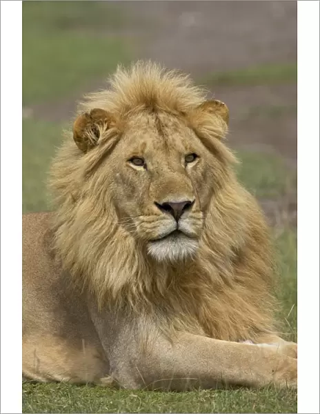 Lion (Panthera leo), Serengeti National Park, Tanzania, East Africa, Africa