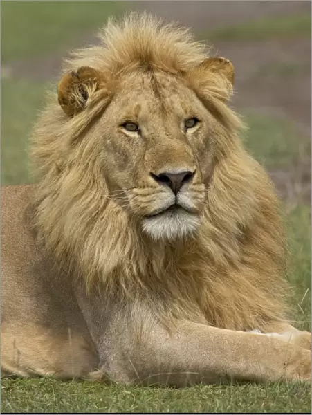 Lion (Panthera leo), Serengeti National Park, Tanzania, East Africa, Africa