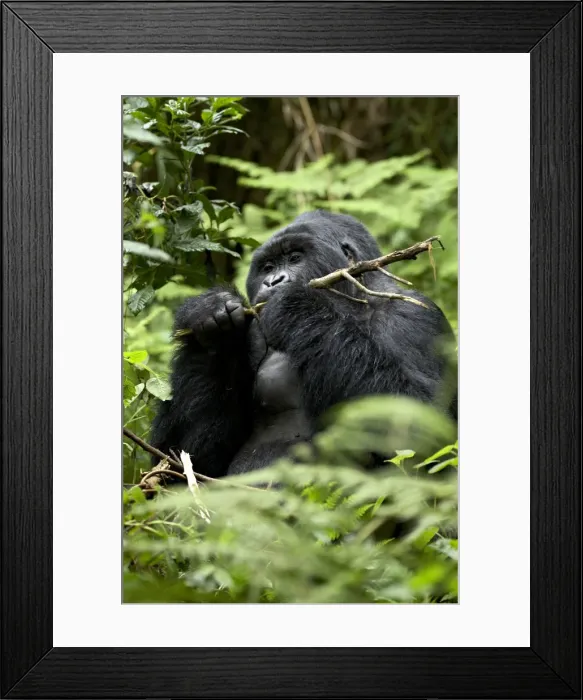 Framed Print : Silverback mountain gorilla (Gorilla gorilla beringei), Group 13, Volcanoes National Park Framed Print : Silverback mountain gorilla (Gorilla gorilla beringei), Group 13, Volcanoes National Park
