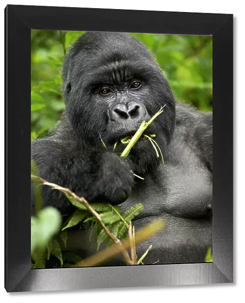 Silverback mountain gorilla (Gorilla gorilla beringei), Group 13, Volcanoes National Park