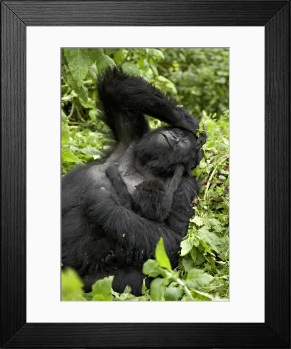 Framed Print : Mother and infant mountain gorilla (Gorilla gorilla beringei), Amahoro A Group Framed Print : Mother and infant mountain gorilla (Gorilla gorilla beringei), Amahoro A Group