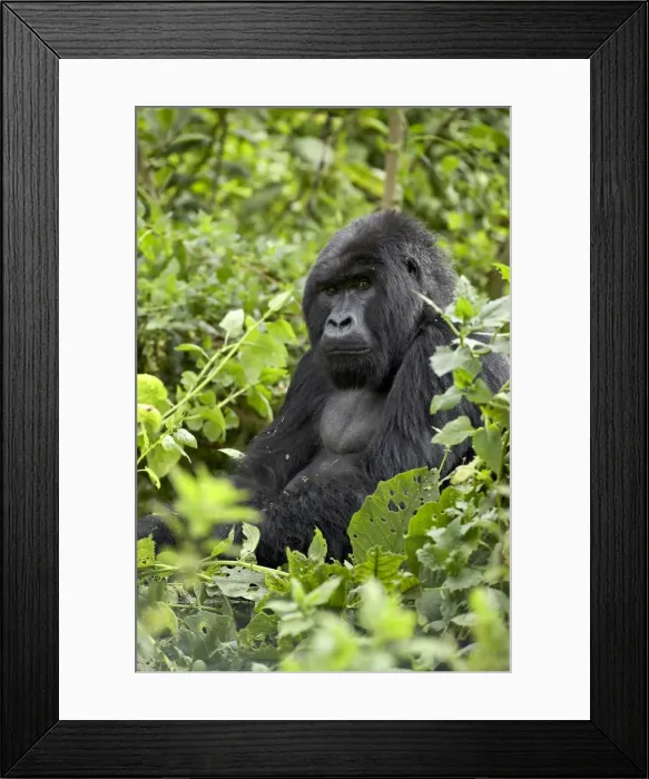 Framed Print : Silverback mountain gorilla (Gorilla gorilla beringei), Shinda Group, Volcanos National Park Framed Print : Silverback mountain gorilla (Gorilla gorilla beringei), Shinda Group, Volcanos National Park