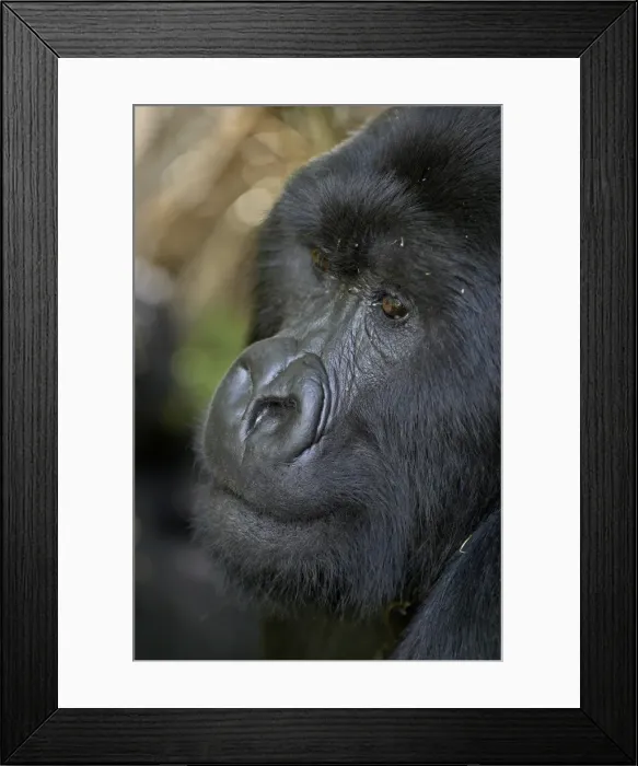 Framed Print : Silverback mountain gorilla (Gorilla gorilla beringei), Group 13, Volcanoes National Park Framed Print : Silverback mountain gorilla (Gorilla gorilla beringei), Group 13, Volcanoes National Park