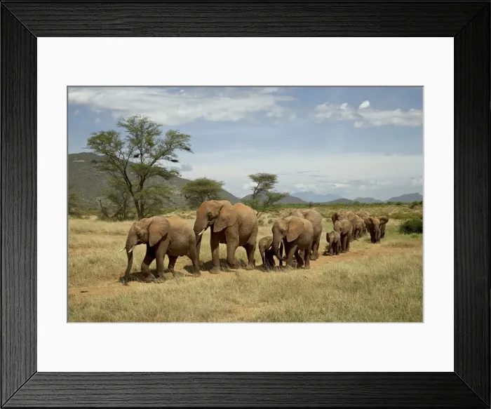 Framed Print : Line of African elephants (Loxodonta africana), Samburu National Reserve Framed Print : Line of African elephants (Loxodonta africana), Samburu National Reserve