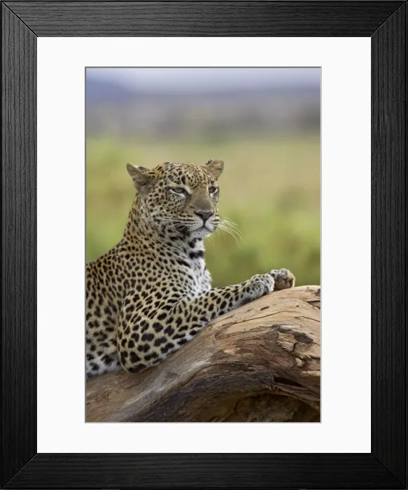 Framed Print : Leopard (Panthera pardus), Samburu National Reserve, Kenya, East Africa, Africa Framed Print : Leopard (Panthera pardus), Samburu National Reserve, Kenya, East Africa, Africa
