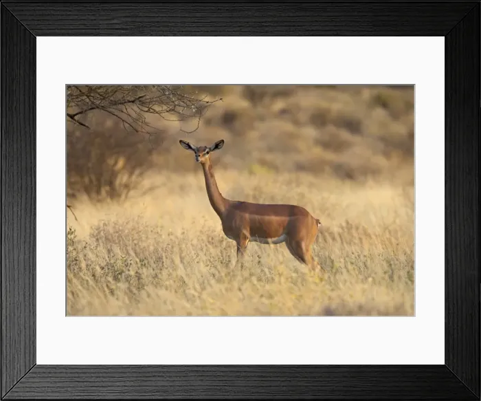 Framed Print : Female gerenuk (Litocranius walleri), Samburu National Reserve, Kenya, East Africa Framed Print : Female gerenuk (Litocranius walleri), Samburu National Reserve, Kenya, East Africa