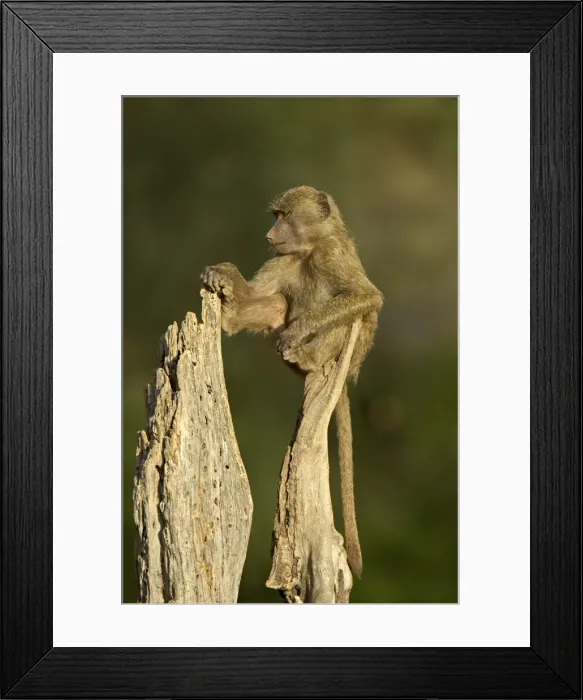 Framed Print : Young, male olive baboon (Papio cynocephalus anubis) sitting atop a tree trunk Framed Print : Young, male olive baboon (Papio cynocephalus anubis) sitting atop a tree trunk