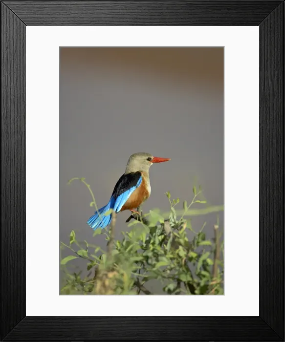 Framed Print : Grey-headed kingfisher (grey-hooded kingfisher) (gray-headed kingfisher) Framed Print : Grey-headed kingfisher (grey-hooded kingfisher) (gray-headed kingfisher)
