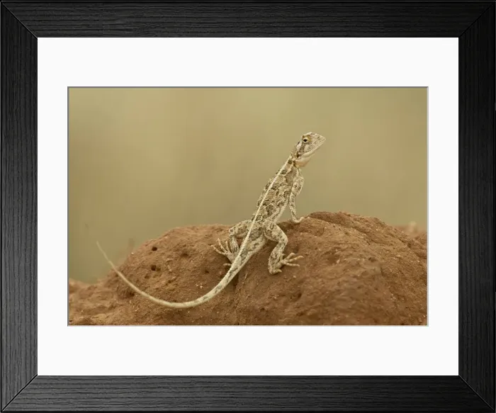 Framed Print : Common ground agama (Agama aculeata), Samburu National Reserve, Kenya, East Africa Framed Print : Common ground agama (Agama aculeata), Samburu National Reserve, Kenya, East Africa