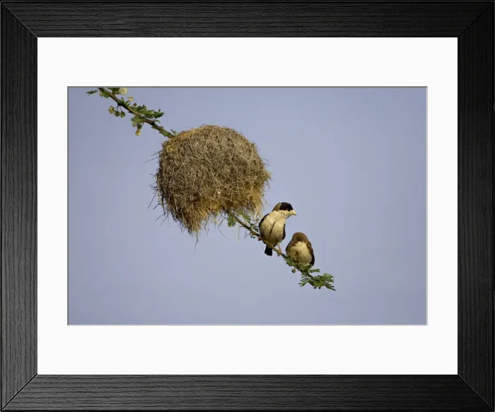 Framed Print : Adult and immature black-capped social weaver (Pseudonigrita cabanisi) near their nest Framed Print : Adult and immature black-capped social weaver (Pseudonigrita cabanisi) near their nest