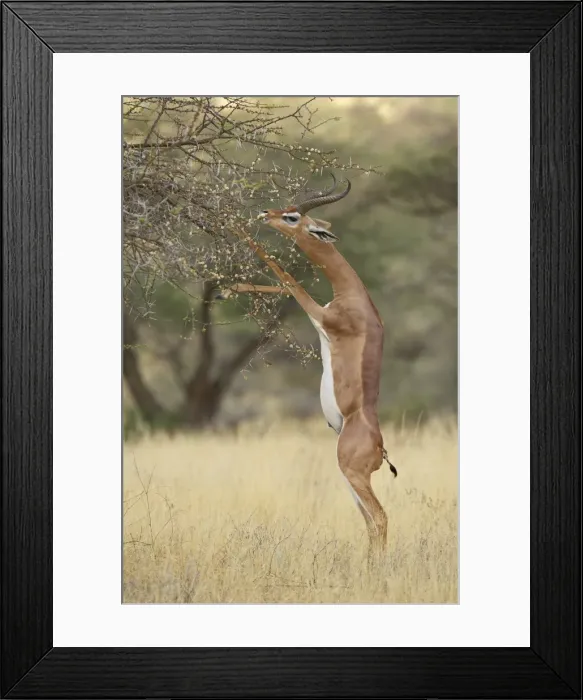 Framed Print : Male gerenuk (Litocranius walleri) feeding while standing on its hind legs Framed Print : Male gerenuk (Litocranius walleri) feeding while standing on its hind legs