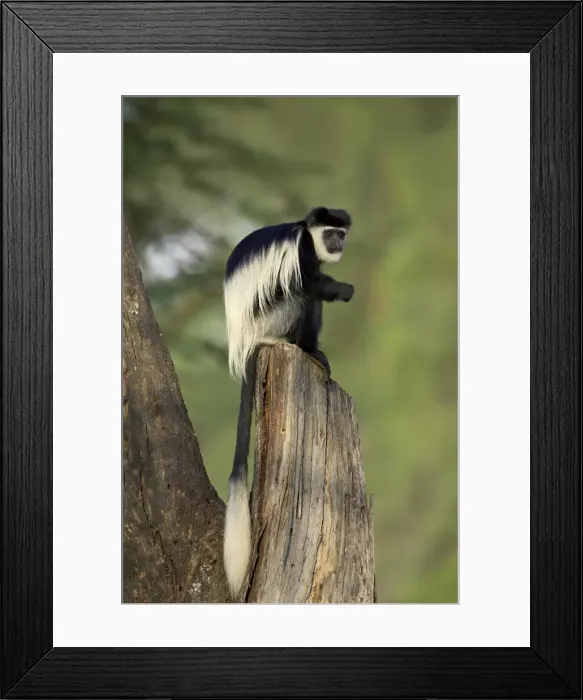 Framed Print : Black-and-white colobus monkey (Colobus guereza), Lake Naivasha, Kenya Framed Print : Black-and-white colobus monkey (Colobus guereza), Lake Naivasha, Kenya