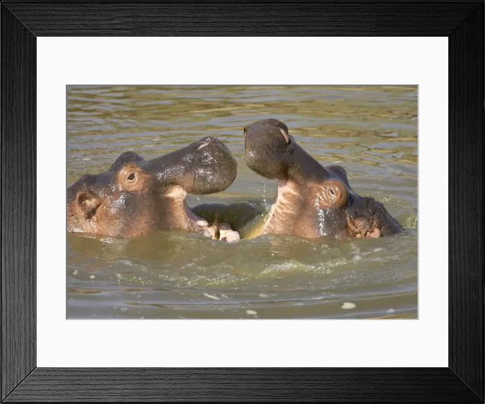 Framed Print : Two hippopotamus (Hippopotamus amphibius) fighting, Masai Mara Game Reserve Framed Print : Two hippopotamus (Hippopotamus amphibius) fighting, Masai Mara Game Reserve