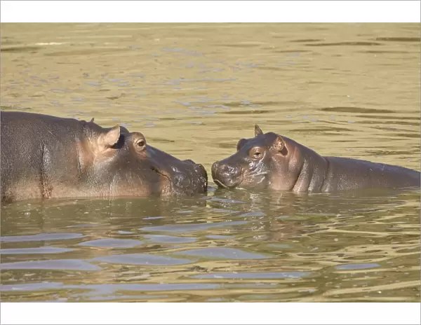 Hippopotamus (Hippopotamus amphibius) mother and baby, Masai Mara National Reserve