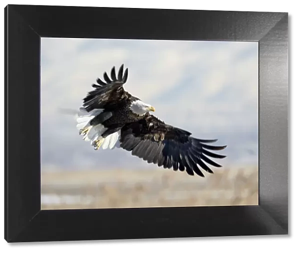 Bald Eagle (Haliaeetus leucocephalus) on approach, Farmington Bay, Utah