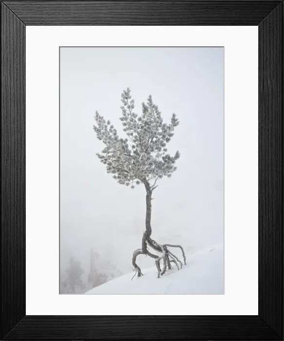 Framed Print : Lone pine tree at Sunrise Point covered with hoar frost on a foggy morning Framed Print : Lone pine tree at Sunrise Point covered with hoar frost on a foggy morning