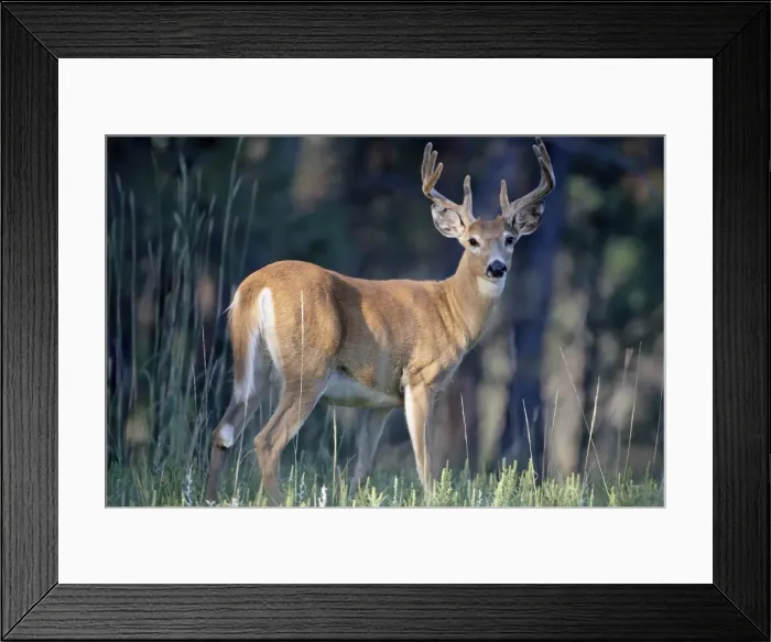Framed Print : Whitetail Deer (Odocoileus virginianus) buck in velvet, Devils Tower National Monument Framed Print : Whitetail Deer (Odocoileus virginianus) buck in velvet, Devils Tower National Monument