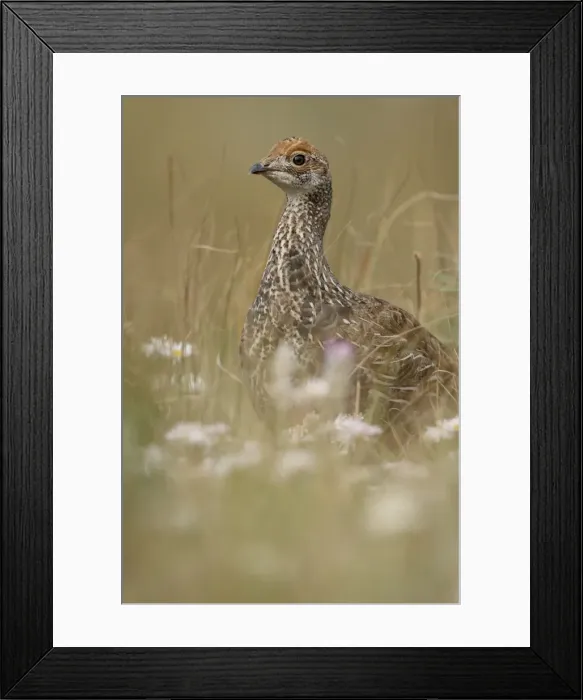 Framed Print : Immature blue grouse (Dendragapus obscurus), Waterton Lakes National Park Framed Print : Immature blue grouse (Dendragapus obscurus), Waterton Lakes National Park
