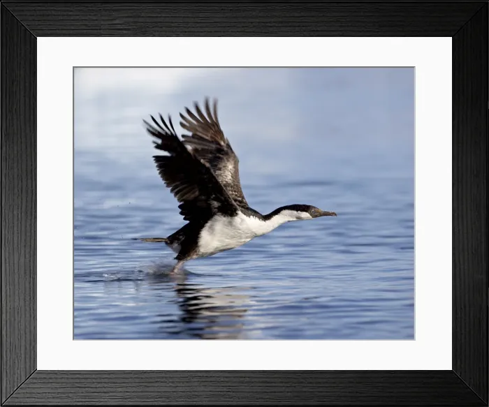 Framed Print : Blue-eyed shag (blue-eyed cormorant) (Antarctic cormorant) (Phalacrocorax atriceps) taking off from the water, Paulete Island, Antarctic Peninsula, Antarctica Framed Print : Blue-eyed shag (blue-eyed cormorant) (Antarctic cormorant) (Phalacrocorax atriceps) taking off from the water, Paulete Island, Antarctic Peninsula, Antarctica