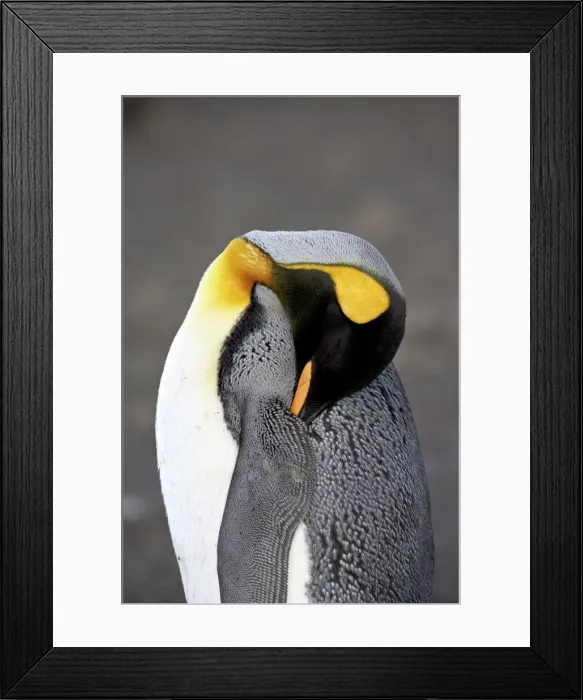 Framed Print : King penguin (Aptenodytes patagonica) sleeping, Salisbury Plain, South Georgia Framed Print : King penguin (Aptenodytes patagonica) sleeping, Salisbury Plain, South Georgia