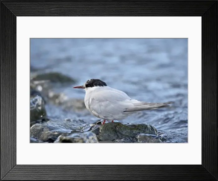 Framed Print : Antarctic tern (Sterna vittata), Grytviken, South Georgia, Polar Regions Framed Print : Antarctic tern (Sterna vittata), Grytviken, South Georgia, Polar Regions