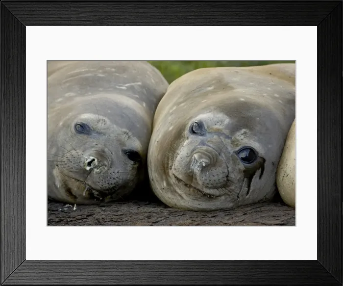 Framed Print : Two female Southern elephant seal (Sea elephant) (Mirounga leonina), Grytviken Framed Print : Two female Southern elephant seal (Sea elephant) (Mirounga leonina), Grytviken
