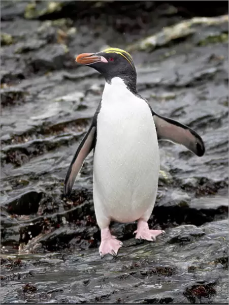 Macaroni penguin (Eudyptes chrysolophus), Royal Bay, South Georgia, Polar Regions