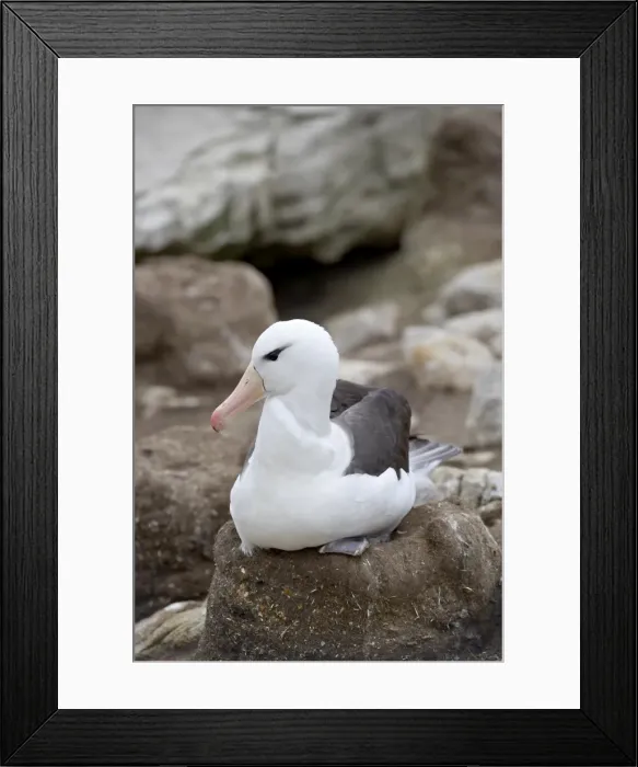Framed Print : Black-browed albatross (Diomedea melanophris) on nest, New Island, Falkland Islands Framed Print : Black-browed albatross (Diomedea melanophris) on nest, New Island, Falkland Islands