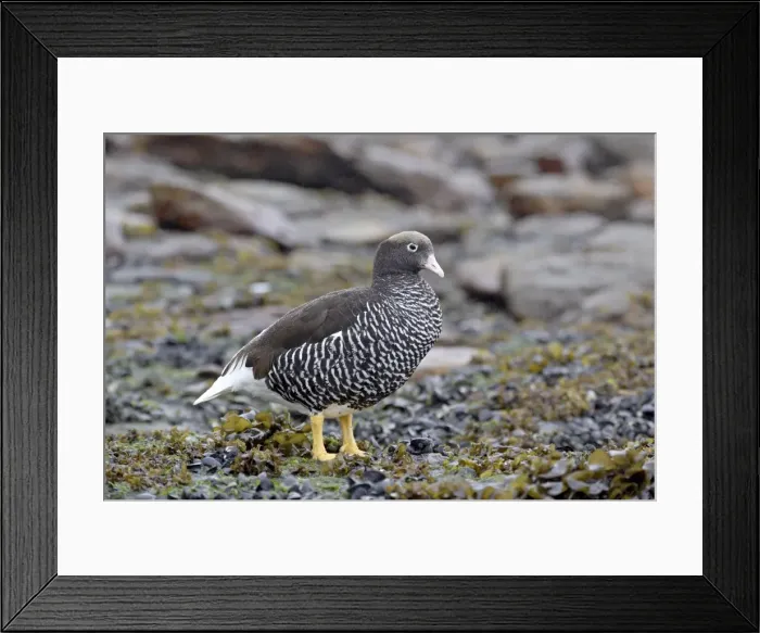 Framed Print : Female Falkland flightless steamer duck (Tachyeres brachypterus), New Island Framed Print : Female Falkland flightless steamer duck (Tachyeres brachypterus), New Island
