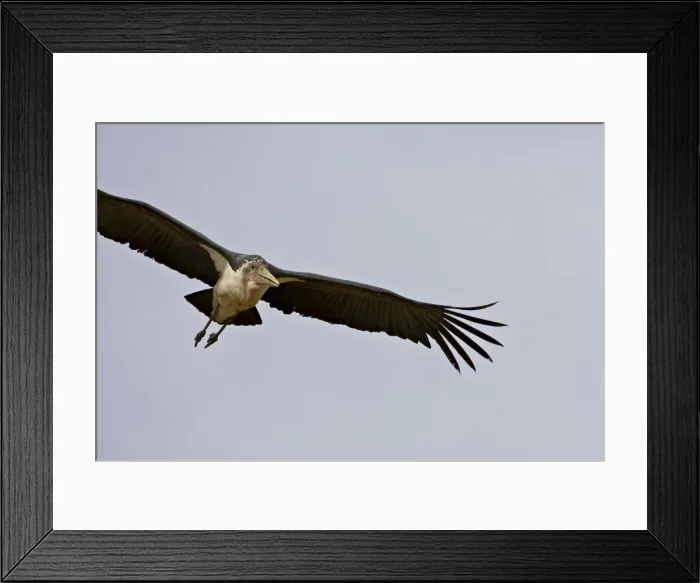 Framed Print : Marabou stork (Leptoptilos crumeniferus) in flight, Masai Mara National Reserve Framed Print : Marabou stork (Leptoptilos crumeniferus) in flight, Masai Mara National Reserve