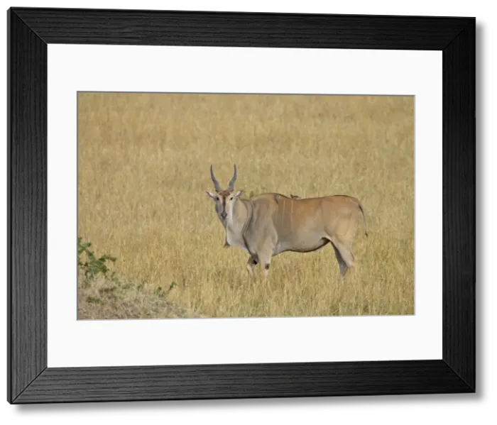Framed Print : Common eland (Taurotragus oryx) with red-billed oxpecker (Buphagus erythrorhynchus) Framed Print : Common eland (Taurotragus oryx) with red-billed oxpecker (Buphagus erythrorhynchus)