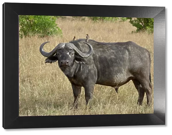 Cape buffalo or African buffalo (Syncerus caffer) with yellow-billed oxpecker
