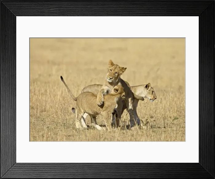 Framed Print : Lion (Panthera leo) cubs playing, Masai Mara National Reserve, Kenya, East Africa, Africa Framed Print : Lion (Panthera leo) cubs playing, Masai Mara National Reserve, Kenya, East Africa, Africa