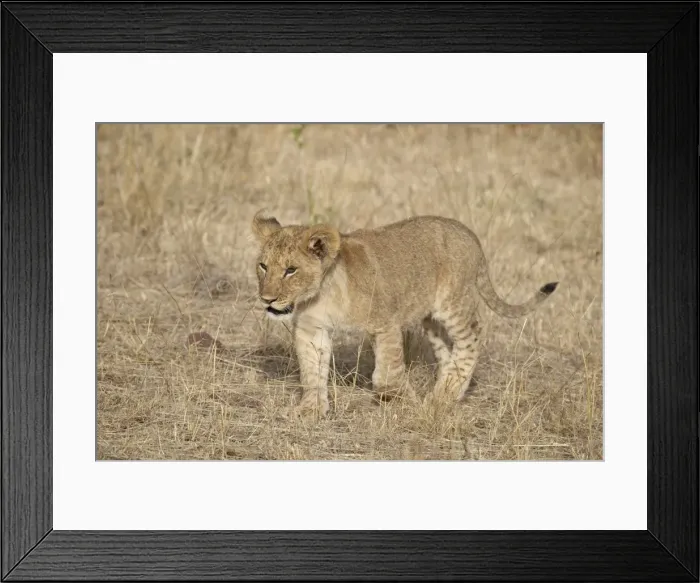Framed Print : Lion (Panthera leo) cub, Masai Mara National Reserve, Kenya, East Africa, Africa Framed Print : Lion (Panthera leo) cub, Masai Mara National Reserve, Kenya, East Africa, Africa