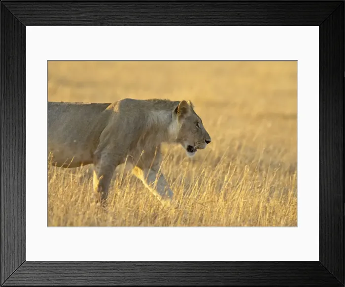 Framed Print : Young male lion (Panthera leo), Masai Mara National Reserve, Kenya, East Africa, Africa Framed Print : Young male lion (Panthera leo), Masai Mara National Reserve, Kenya, East Africa, Africa