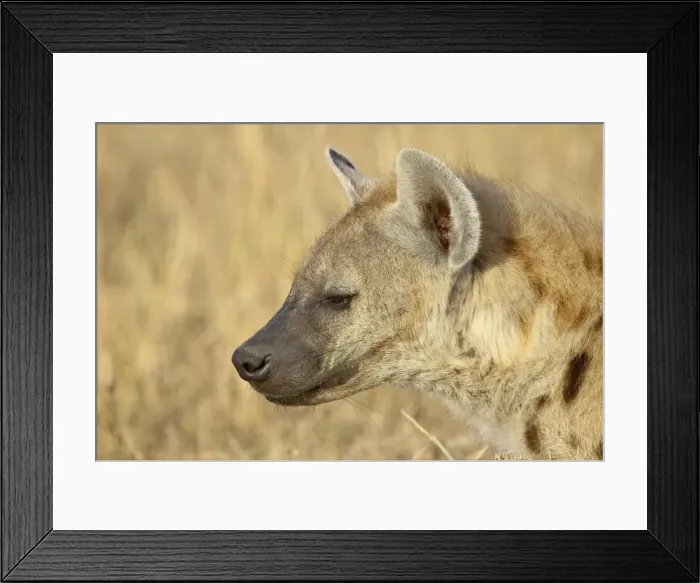 Framed Print : Spotted hyena (spotted hyaena) (Crocuta crocuta), Masai Mara National Reserve Framed Print : Spotted hyena (spotted hyaena) (Crocuta crocuta), Masai Mara National Reserve