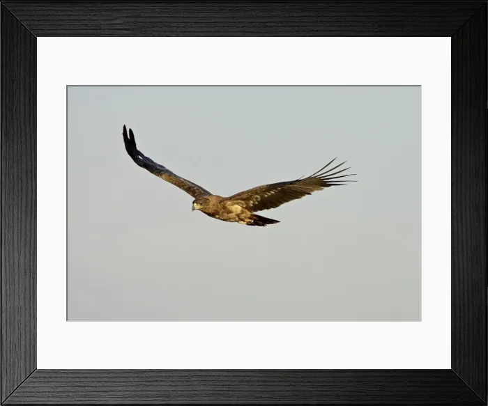 Framed Print : Tawny eagle (Aquila rapax) in flight, Masai Mara National Reserve, Kenya Framed Print : Tawny eagle (Aquila rapax) in flight, Masai Mara National Reserve, Kenya